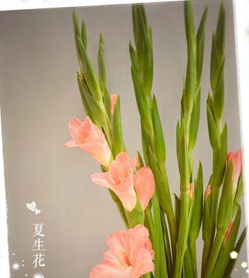 剑兰的花语和寓意是什么？如何正确解读剑兰的象征意义？