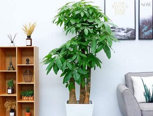床头放什么植物招财？哪些植物能带来好运和财富？