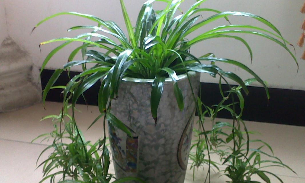 床头放什么植物招财？哪些植物能带来好运和财富？