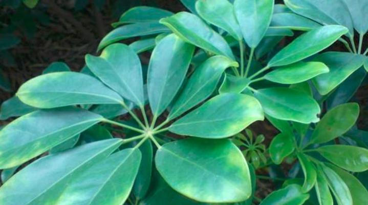 床头放什么植物招财？哪些植物能带来好运和财富？