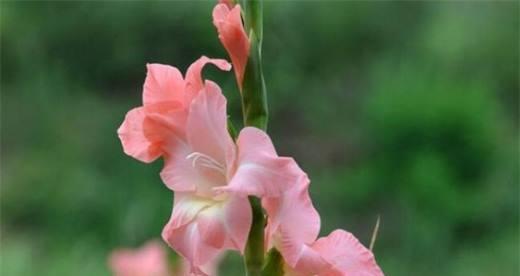 剑兰花的象征意义是什么？它在花语中代表了哪些情感？