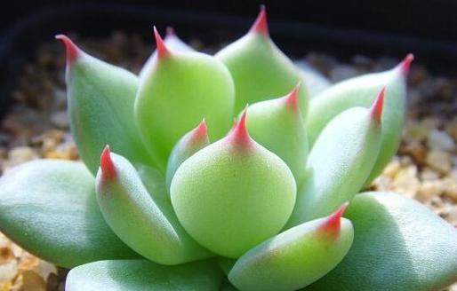 床头柜适合养什么花？有哪些花卉推荐？