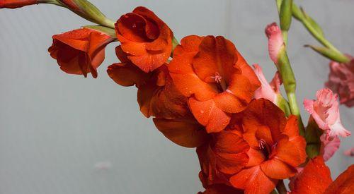 剑兰花的寓意和花语是什么？如何正确理解剑兰花的象征意义？
