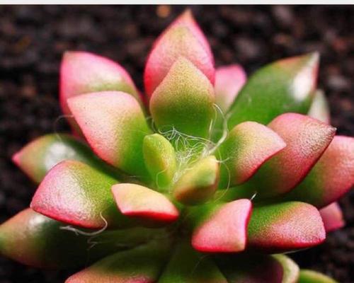 吹雪之松锦换盆后需要浇水吗？换盆后的正确护理方法是什么？