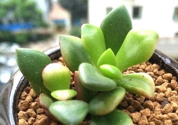 吹雪之松锦换盆后需要浇水吗？换盆后的正确护理方法是什么？