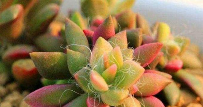吹雪之松锦繁殖方法是什么？繁殖过程中应注意哪些问题？