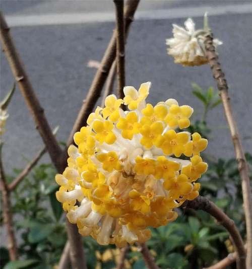 结香的传说有哪些？