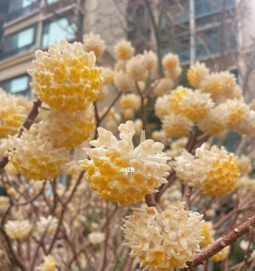 结香花语及传说故事是什么？