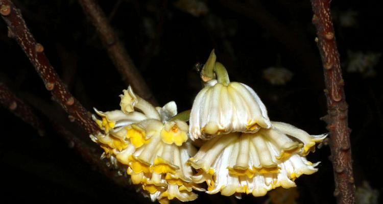 结香花语及传说故事是什么？