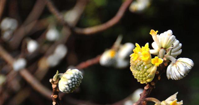 结香花语及传说故事是什么？