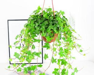 垂吊好种花卉有哪些？适合悬挂种植的植物推荐？