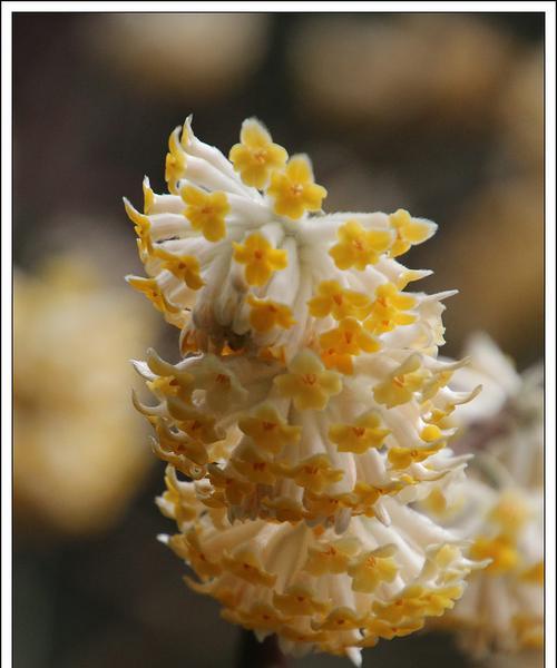 结香花的寓意是什么？如何正确理解结香花的象征意义？