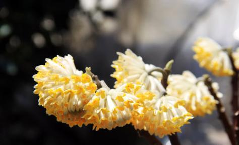 结香花的寓意是什么？如何正确理解结香花的象征意义？