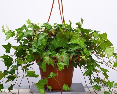 垂吊花卉盆栽有哪些种类？如何选择适合的垂吊植物？