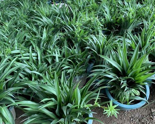 垂吊花卉盆栽有哪些种类？如何选择适合的垂吊植物？