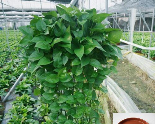 垂吊花卉盆栽有哪些种类？如何选择适合的垂吊植物？