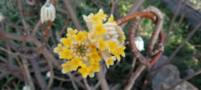 结香花花语是什么？如何理解结香花的象征意义？