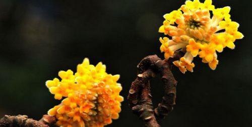 结香花花语是什么？如何理解结香花的象征意义？