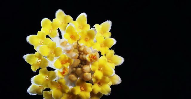 结香花花语是什么？如何理解结香花的象征意义？