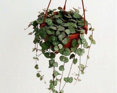 垂吊花卉有哪些种类？如何选择适合的垂吊植物？