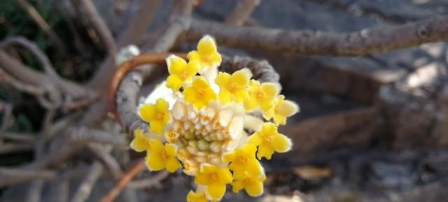 结香花语是什么意思？结香花的象征意义有哪些？