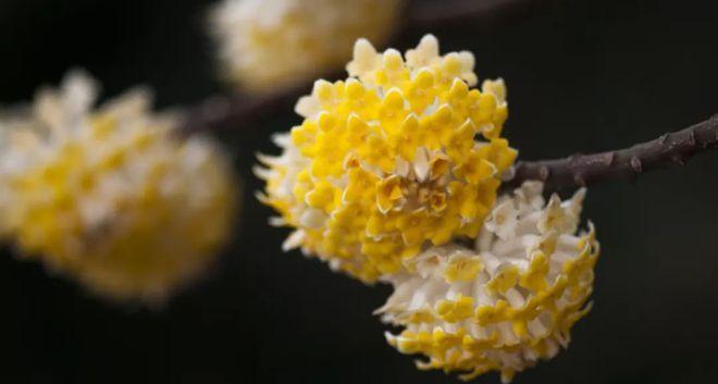 结香花语是什么意思？结香花的象征意义有哪些？
