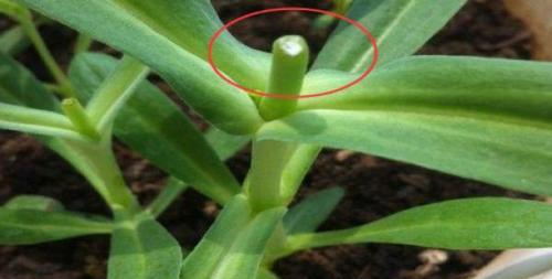 垂吊满天星浇水技巧：几天一次最佳？