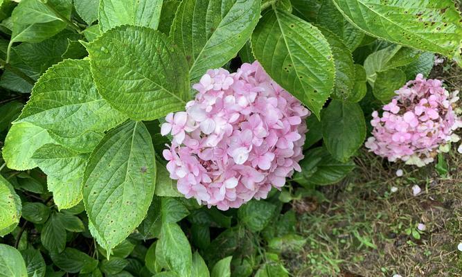 紫阳花花语真的是背叛吗？揭秘紫阳花的真正含义！！