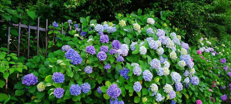 紫阳花花语真的是背叛吗？揭秘紫阳花的真正含义！！