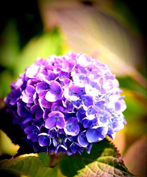 紫阳花花语真的是背叛吗？揭秘紫阳花的真正含义！！