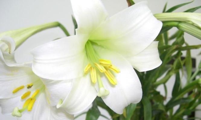 金百合花的花语和寓意是什么？如何用金百合表达爱意？