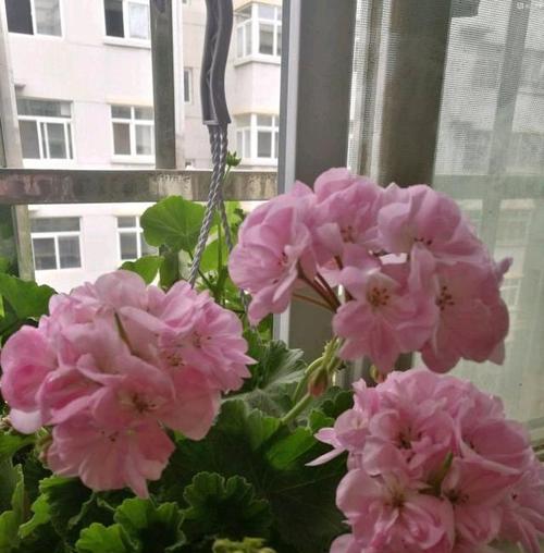 垂吊天竺葵修剪技巧是什么？如何正确修剪以促进生长？