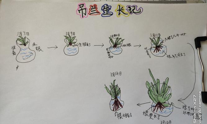 垂吊天竺葵修剪技巧是什么？如何正确修剪以促进生长？