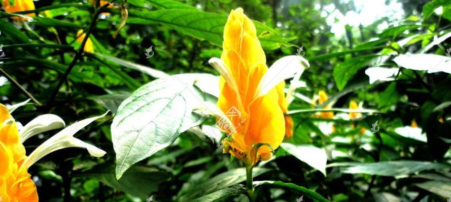 金苞花的花语是什么？如何正确解读金苞花的含义？