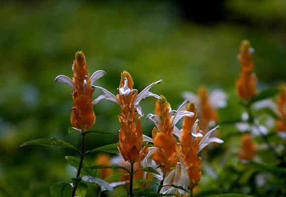 金苞花的花语是什么？如何正确解读金苞花的含义？