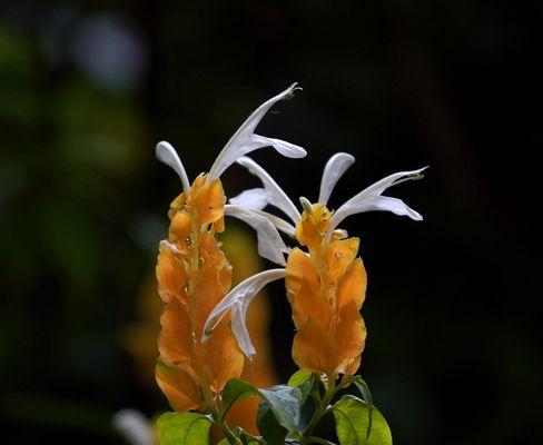 金苞花的花语是什么？如何正确解读金苞花的含义？