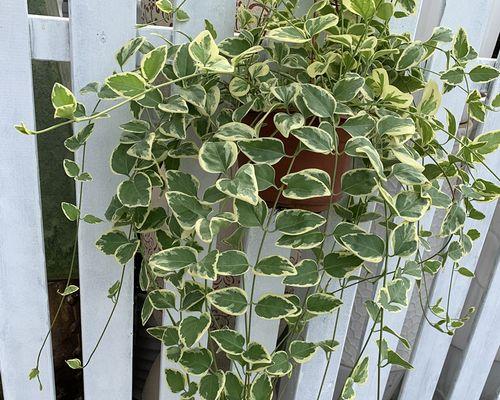 垂吊植物有哪些种类？如何选择适合悬挂的植物？