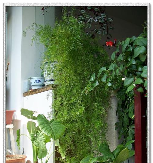 垂吊植物有哪些种类？如何选择适合悬挂的植物？