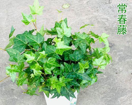垂吊植物有哪些种类？如何选择适合悬挂的植物？