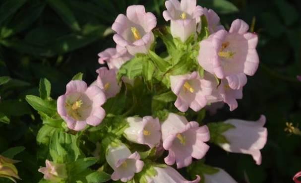 垂钓的花卉有哪些？如何选择适合垂钓的花卉品种？