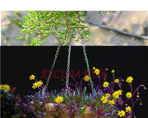 垂钓好种花卉有哪些？如何选择适合垂钓的花卉品种？