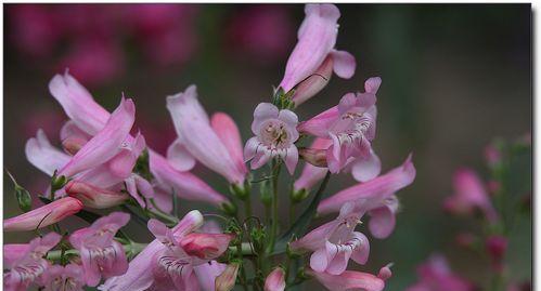 垂钓好种花卉有哪些？如何选择适合垂钓的花卉品种？