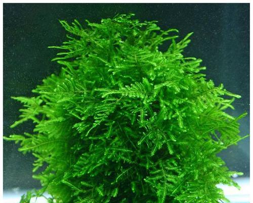 垂泪莫斯怎么养长的好？垂泪莫斯的养殖技巧有哪些？