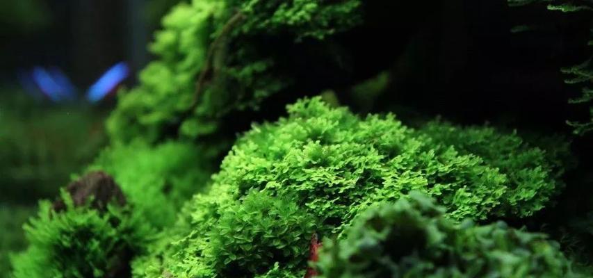 垂泪莫斯怎么养长的好？垂泪莫斯的养殖技巧有哪些？