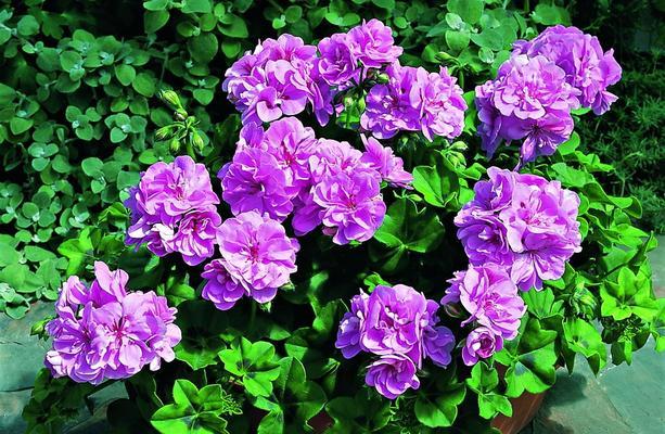 金蝉花的花语是什么？揭秘金蝉花的神秘含义？