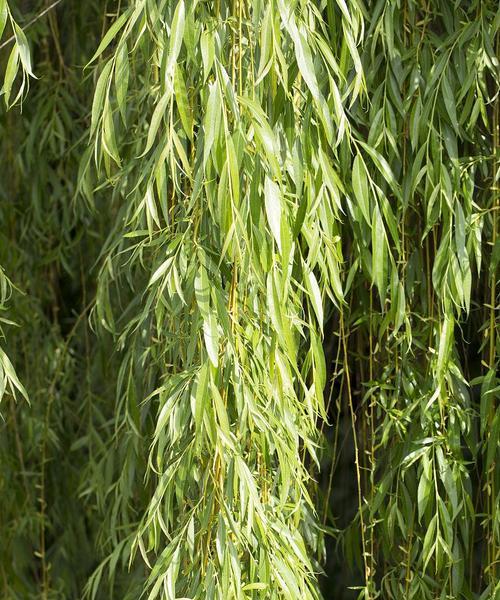 垂柳是什么植物？垂柳的特性及其在园林中的应用是什么？