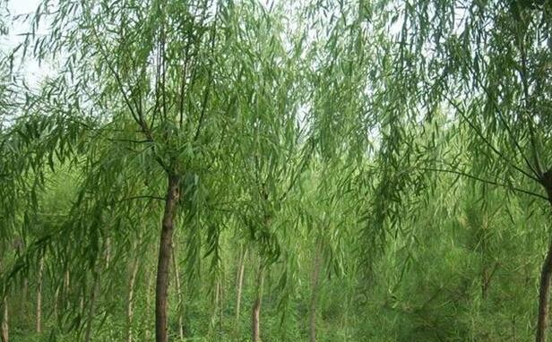 垂柳是什么植物？垂柳的特性及其在园林中的应用是什么？