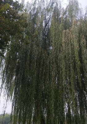 垂柳是什么植物？垂柳的特性及其在园林中的应用是什么？