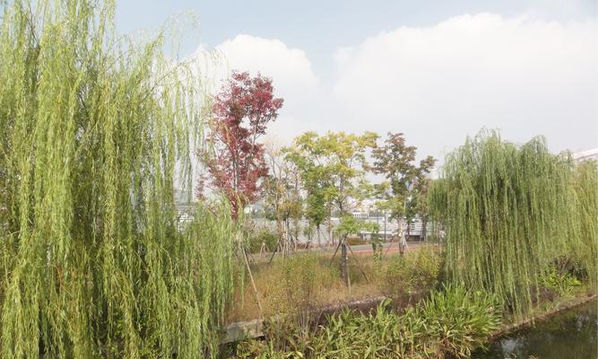 垂柳是水生植物吗？垂柳的生长环境和特性是什么？