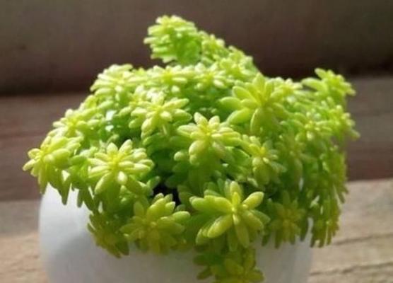 垂盆草怎么养？养殖过程中需要注意哪些问题？